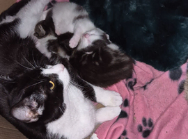 3 beautiful kittens