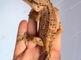 Crested gecko