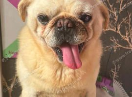 Adult male pug neutered