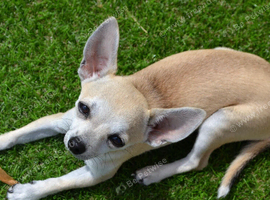 looking for a small, female chihuahua
