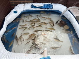 CHEAP Need gone ASAP Mirror, Ghost, Common Carp for sale.