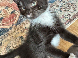 RAGDOLL X BOY READY NOW