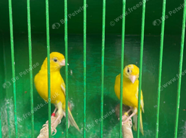 Reza canary for sale