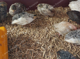 Chinese painted quail