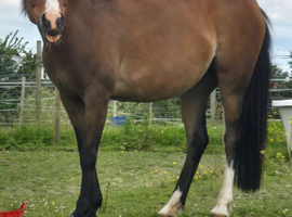 Welsh Section a mare pony 12.2 h