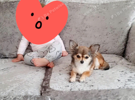 Lola. Chihuahua adult.