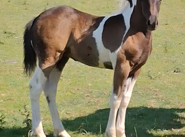 Homebred Filly