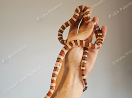 Various king snakes