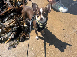 Male chihuahua