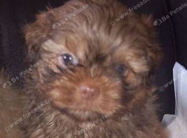 Imperial shih tzu puppies