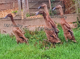*VERY RARE*Pairs of Fawn Indian Runner Ducks
