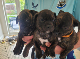 Staffie cross mastiff