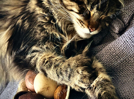 MaineCoon 2 yrs old