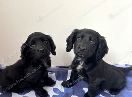 Cocker spaniel puppies