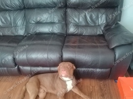 Georgous dog