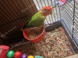 Male lovebird