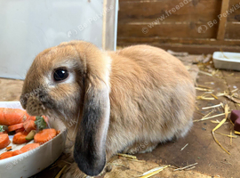 Mini lop and hutch!