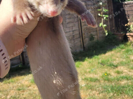 Two male ferrets