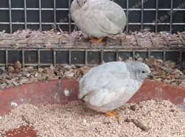 Chinese painted quails