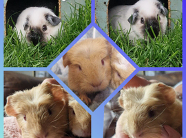 Two Boys Looking for Their Forever Homes