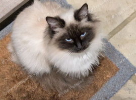 Beautiful Ragdoll Cross & Tabby Kittens. Ready Now