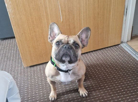 French Bulldog Female &ndash; 2.5 Years Old &ndash; Looking for a Loving Home