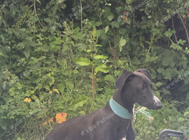 Saluki greyhound 9 months old