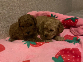 Toy poodle puppies