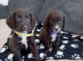 Beautiful cocker spaniel puppies