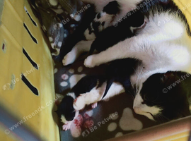 Kittens