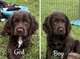 Fully Health Tested F1 Sprocker Puppies
