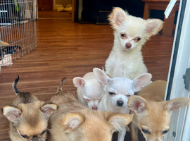 Gorgeous 10 weeks old Chihuahua puppies for sale.