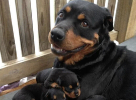 Rottweiler