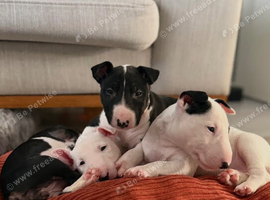 Miniature English bull terrier puppies