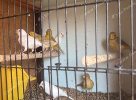 Canaries for sale