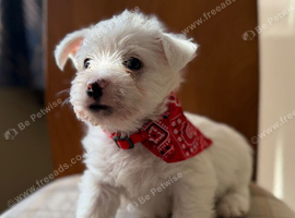 West Highland Terrier Pups For Sale