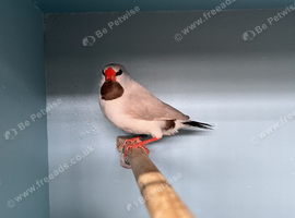 Young Male Fawn - Grey Long-Tailed Heck's Finch For Sale