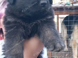 BEAUTIFUL GERMAN SHEPHERD PUPPIES