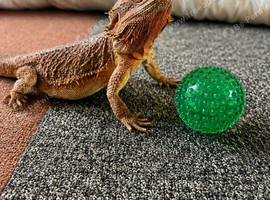 4 year old bearded dragon and vivarium