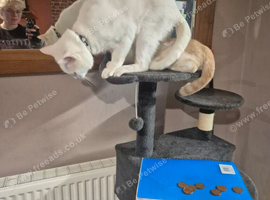 Twin cats for sale