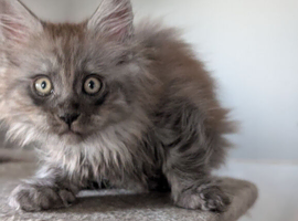 Tica pedigree male kitten