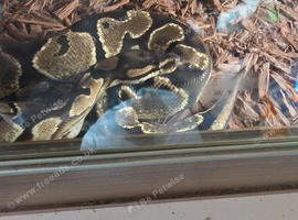 Hgi fire breeds x 3 all proven females 80 each with vivs