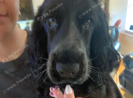 Cocker spaniel for sale