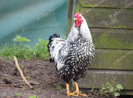 Silver laced Wyandotte bantam cockerel