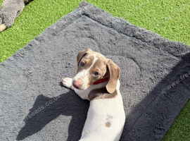 Miniature Piebald Dachshund puppy Girl
