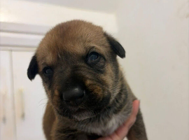 Belgian Mali x German shepherd