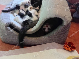 9 week old kitten for sale