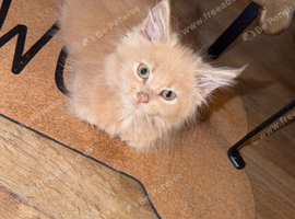 Pure bred mainecoon kitten