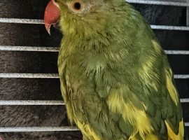 Beautifull ringneck