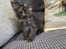 2 x Maine Coon Kittens ONLY FEMALES LEFT